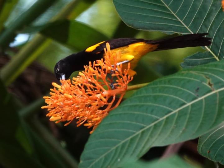 Icterus prosthemelas (Bolsero capuchinegro)