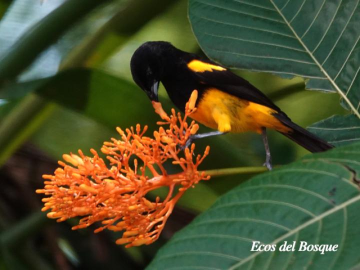 Icterus prosthemelas (Bolsero capuchinegro)