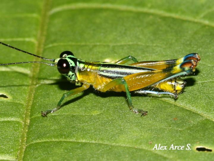 Leioscapheus gracilicornis