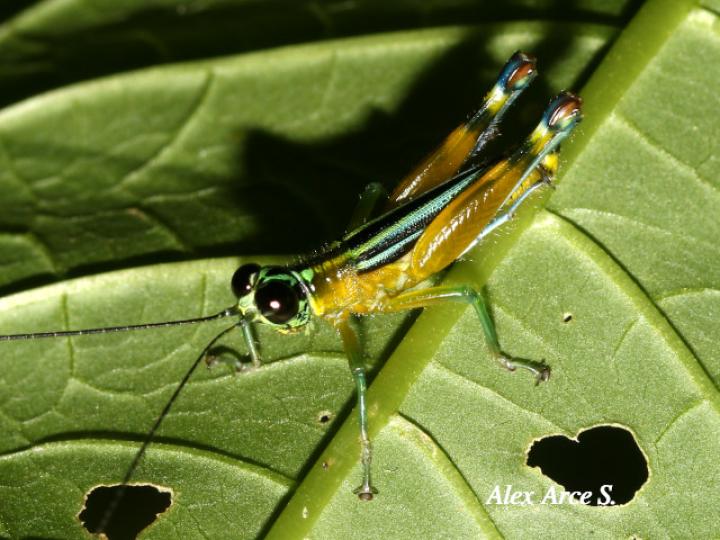 Leioscapheus gracilicornis