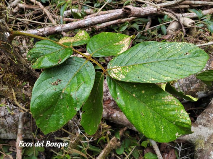 Lonchocarpus ferrugineus (Comenegro, Pava)