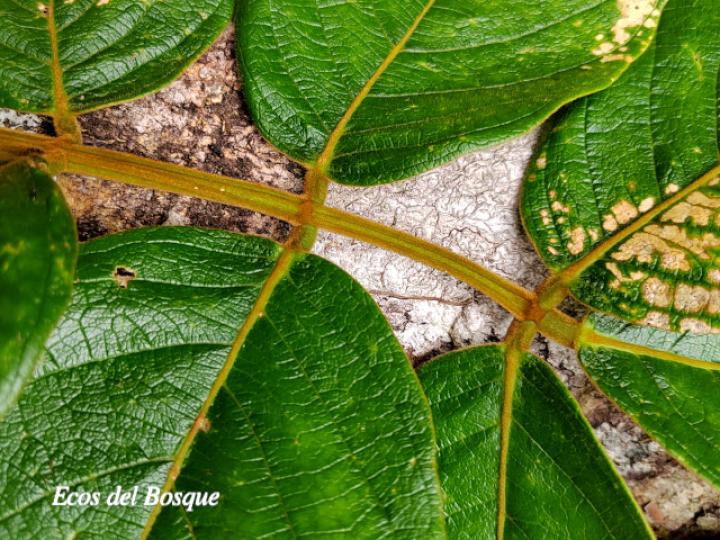 Lonchocarpus ferrugineus (Comenegro, Pava)