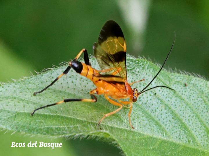 Macrojoppa sp