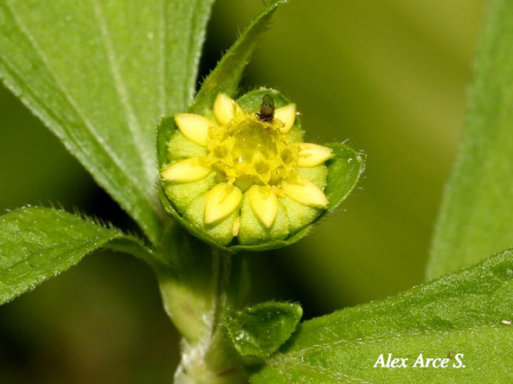 Melampodium costarricense(Ojos de perico)