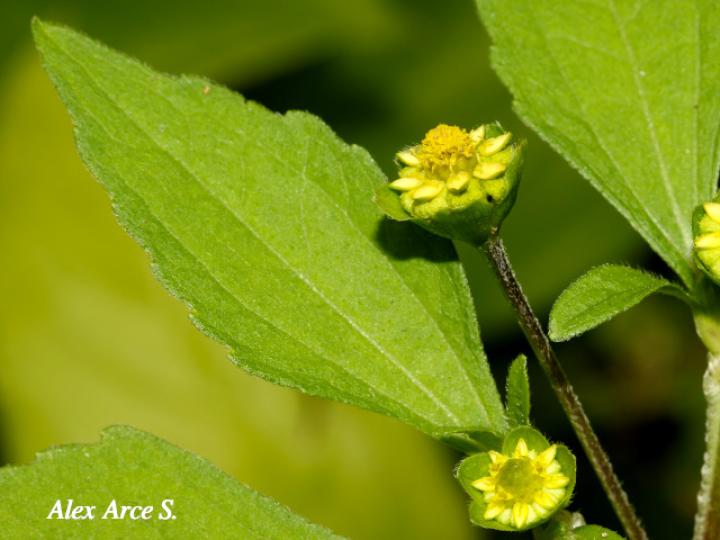 Melampodium costarricense(Ojos de perico)