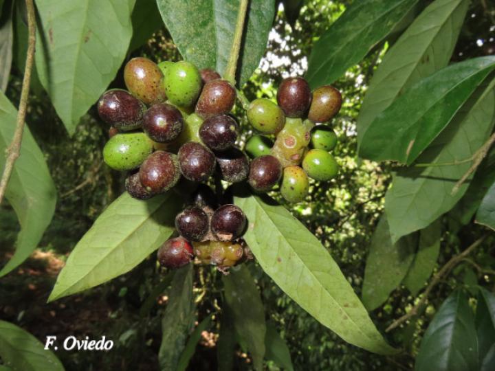 Mollinedia costaricensis (Limoncillo)