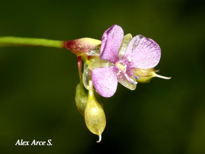 Murdannia nudiflora