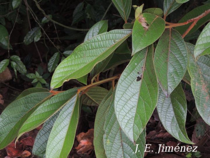 Nectandra reticulata (Aguacatillo)