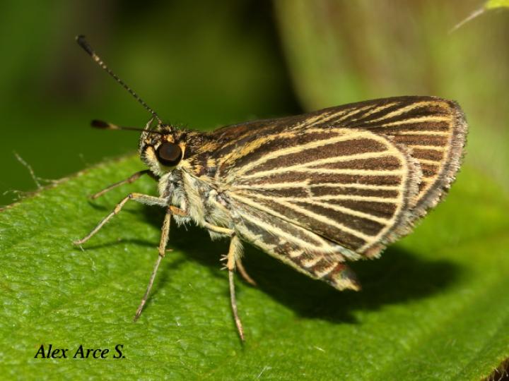 Parphorus storax storax