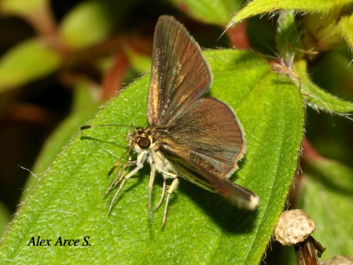 Parphorus storax storax
