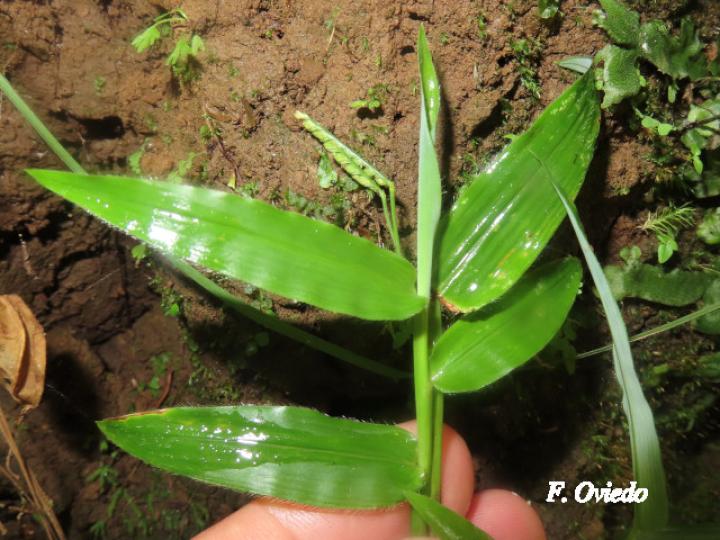 Paspalum decumbens