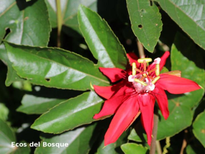 Passiflora vitifolia (Pasionaria escarlata)