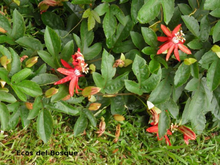 Passiflora vitifolia (Pasionaria escarlata)