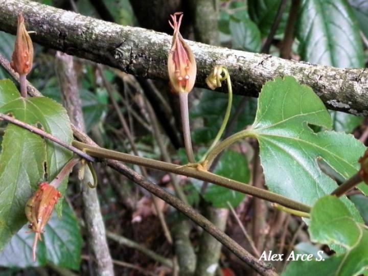 Passiflora vitifolia (Pasionaria escarlata)