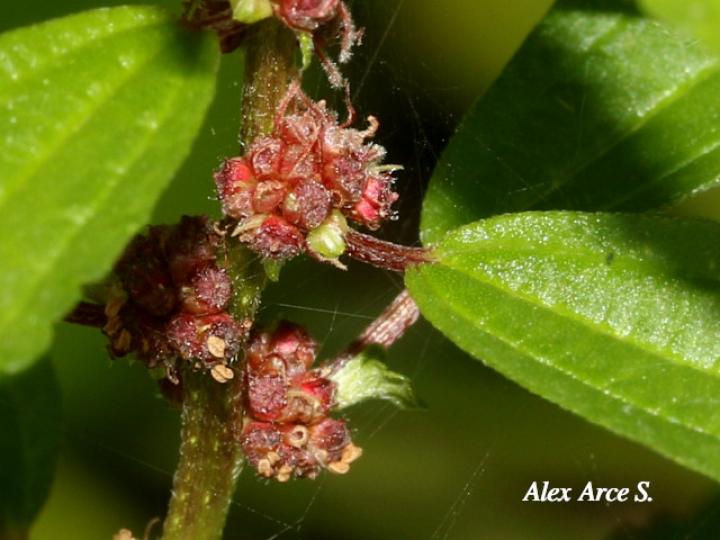 Phenax sonneratii