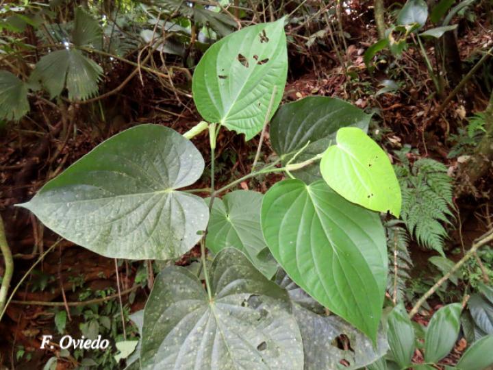 Piper paulowniifolium