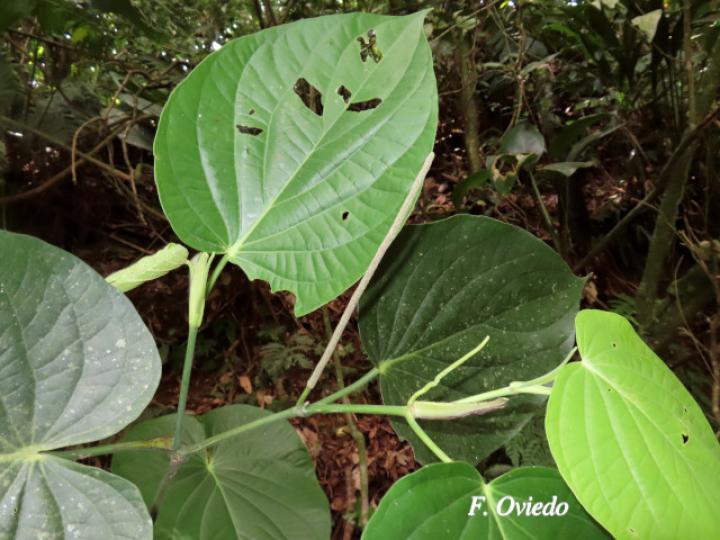 Piper paulowniifolium