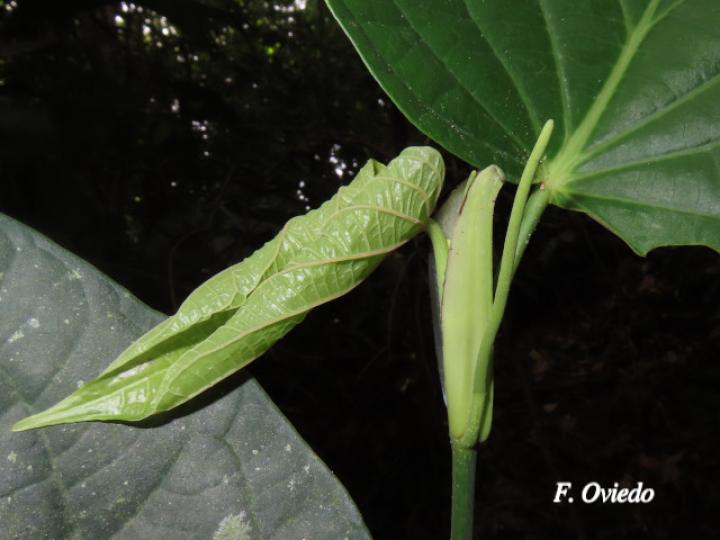 Piper paulowniifolium