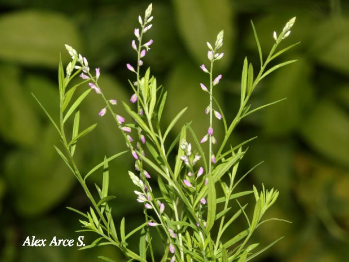 Polygala paniculata (Cofalillo)