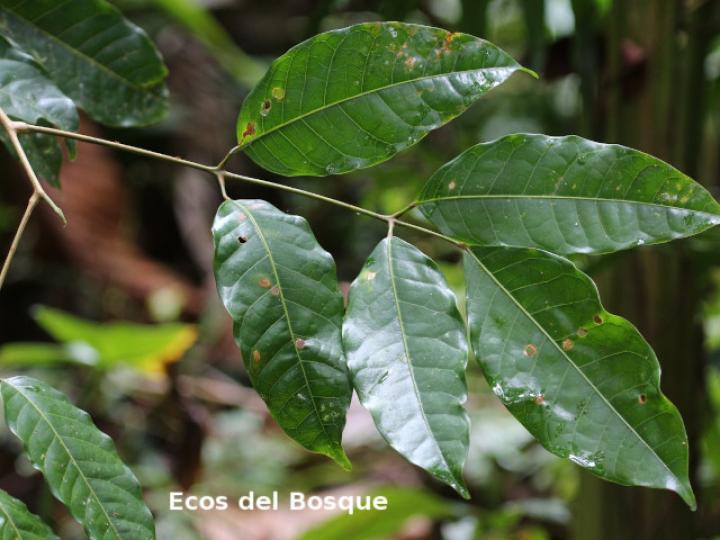 Protium glabrum (Alcanfor, canfinillo, copal)