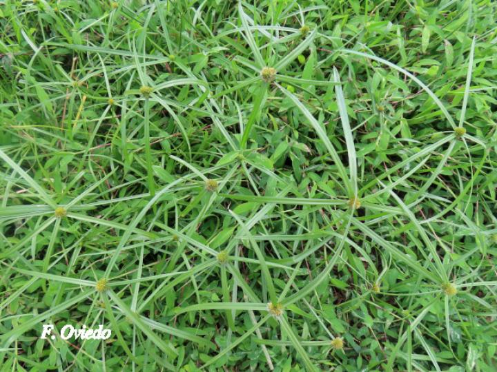 Rhynchospora cephalotes (Botoncillo)