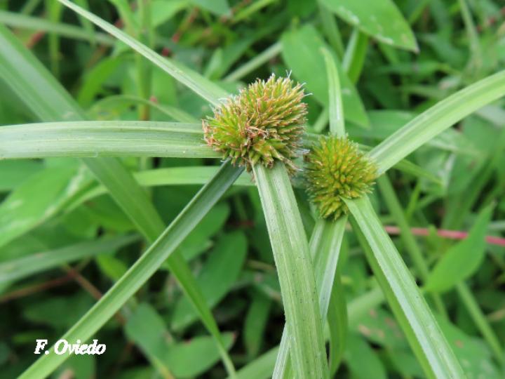 Rhynchospora cephalotes (Botoncillo)