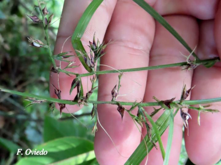 Scleria secans (Navajuela)
