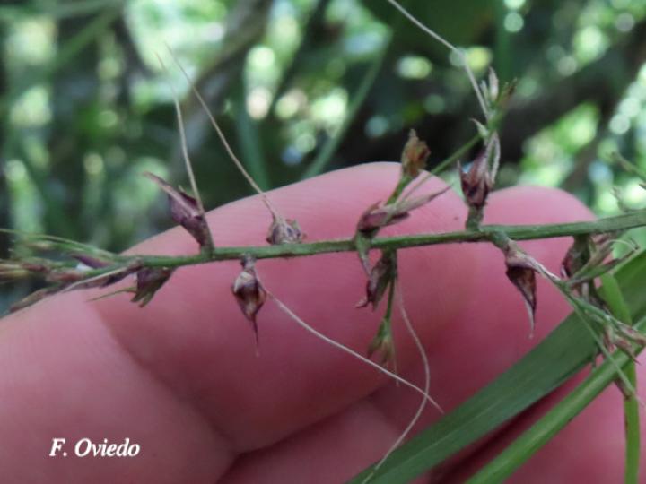 Scleria secans (Navajuela)
