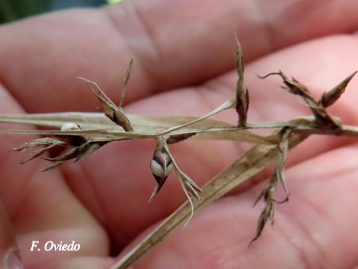 Scleria secans (Navajuela)