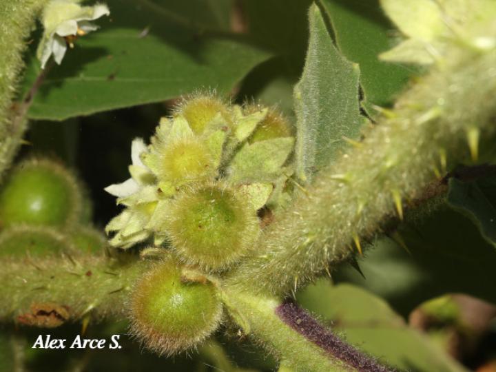 Solanum candidum (Huevos de perro)