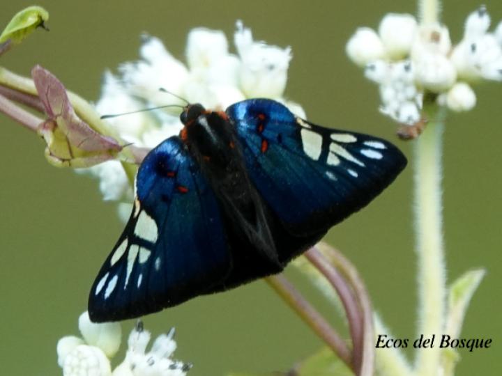 Symmachia accusatrix (Mariposa festiva)
