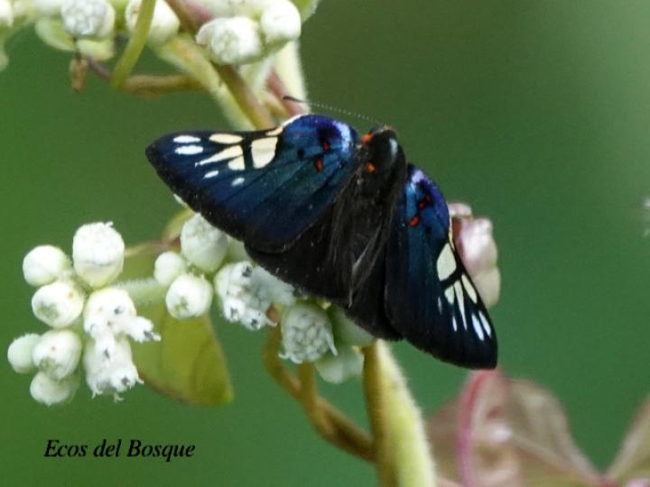 Symmachia accusatrix (Mariposa festiva)