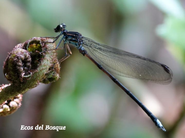 Thaumatoneura inopinata (Damisela de cascada gigante)