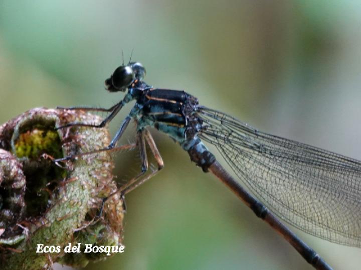 Thaumatoneura inopinata (Damisela de cascada gigante)