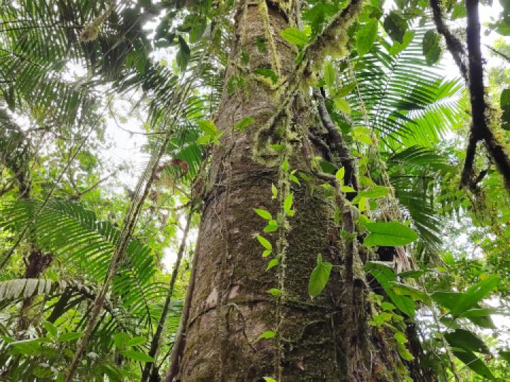 Vochysia guatemalensis (Cebo, Mayo blanco)