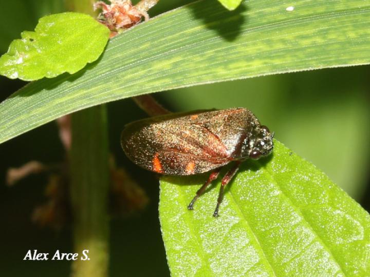 Zulia vilior (Salivazo)