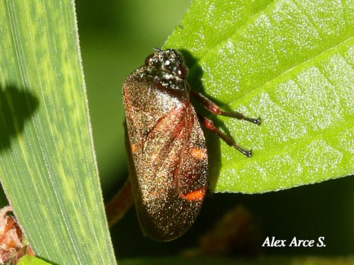 Zulia vilior (Salivazo)