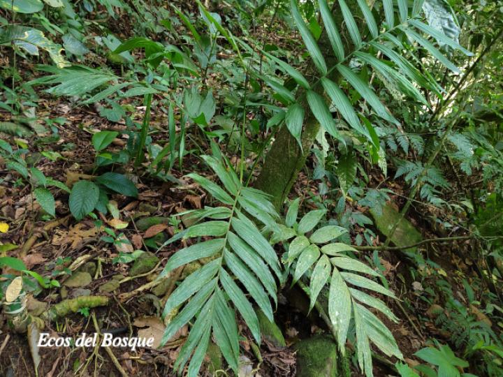 Chamaedorea tepejilote (Pacaya)