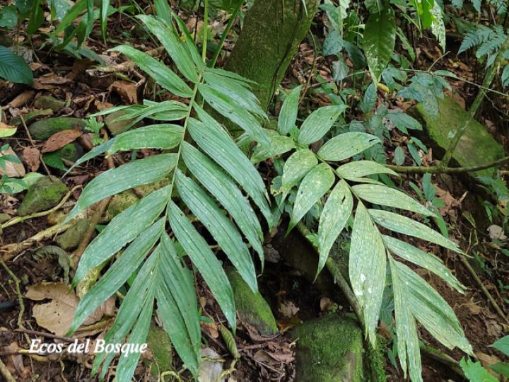 Chamaedorea tepejilote (Pacaya)