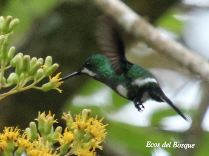 Discosura conversii (Colibrí colicerda verde)