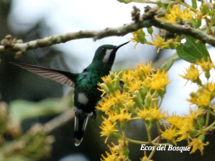 Discosura conversii (Colibrí colicerda verde)