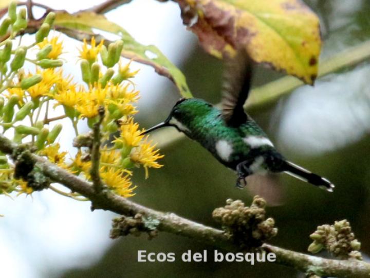 Discosura conversii (Colibrí colicerda verde)