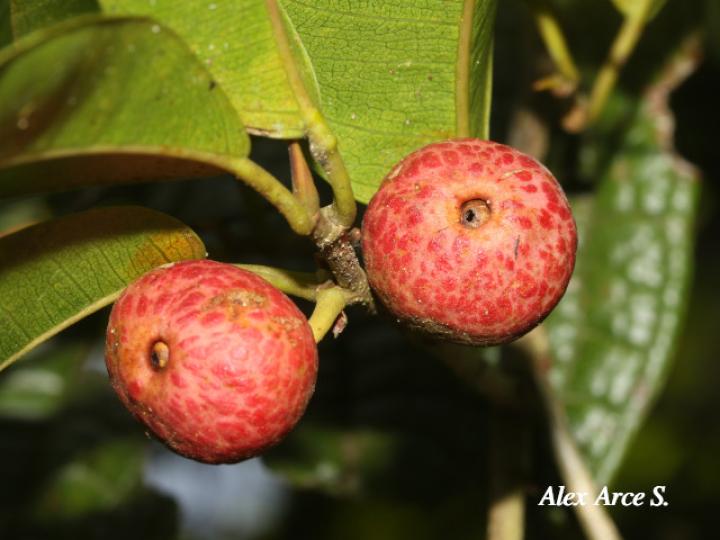 Ficus pertusa