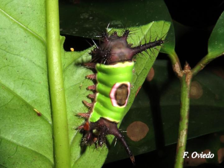 Acharia hyperoche (Gusano monturilla)