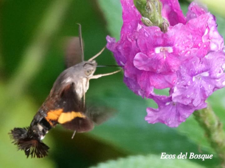 Aellopos ceculus (Mariposa colibrí)