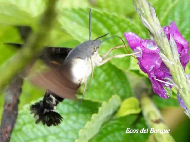 Aellopos ceculus (Mariposa colibrí)