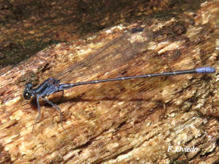 Argia pulla (Azulilla de arroyo púrpura)