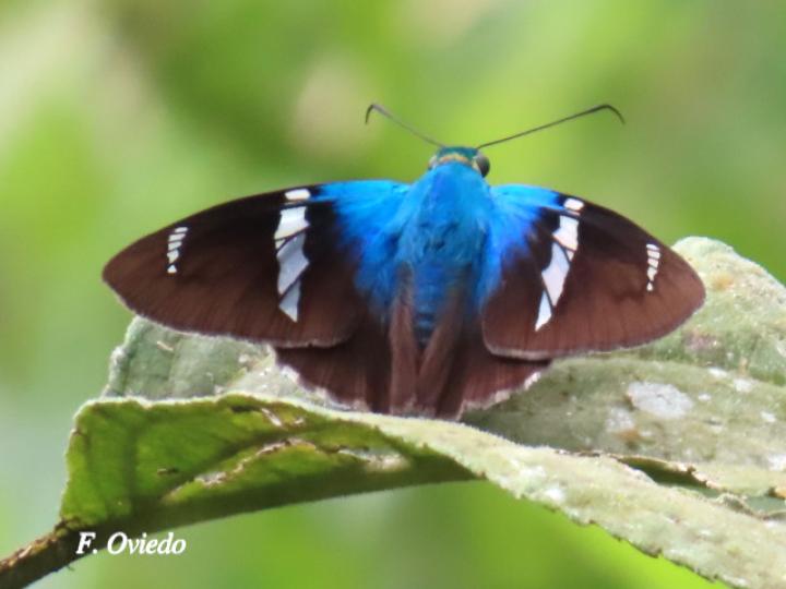 Astraptes fulgerator (Saltarina relámpago azul)