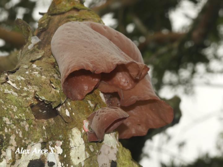 Auricularia fuscosuccinea (Hongo oreja de chancho)