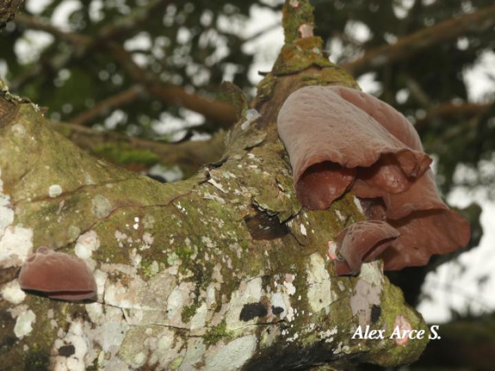 Auricularia fuscosuccinea (Hongo oreja de chancho)